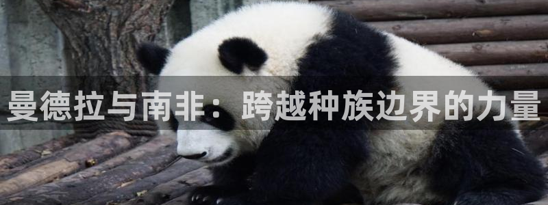 2026世界杯亚洲区预选赛：曼德拉与南非：跨越种族边界的力量